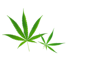 Marijuana or cannabis leaves isolated on white background. Top view. Flat lay.