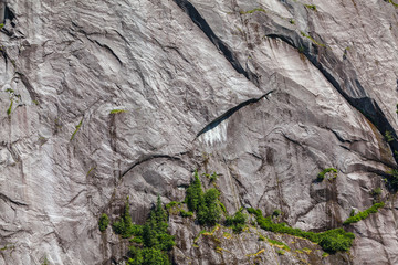 trees growing on cliff face