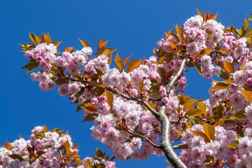 cherry tree blossom