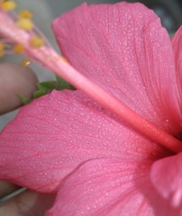close up of pink flower