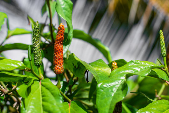 Fresh Idian long pepper ( Piper Longum ,Piper retrofractum ) with green leaves on the tree.