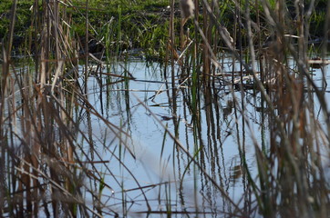 Fototapeta na wymiar reeds in the water