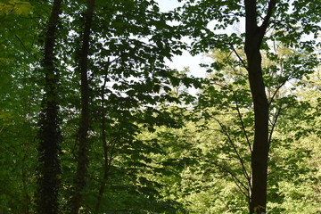 K&ouml;nigswinter Drachenfels