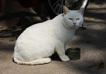 Smiling white cat with a notched ear.