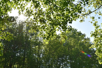 Königswinter Drachenfels im April