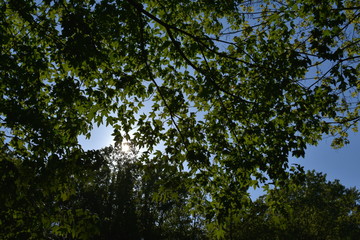 Baumwipfel mit Sonne