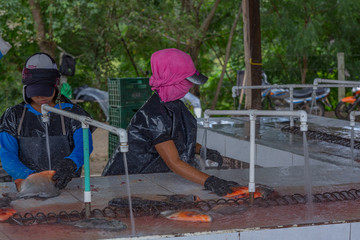 proceso de limpieza del pescado