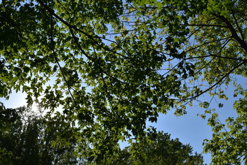 Baumwipfel mit Sonne