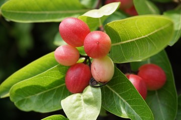 red carissa carandas in nature garden