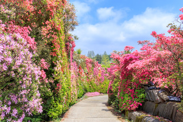 松本つつじ園　長崎県大村市　Azalea Nagasaki Oomura city