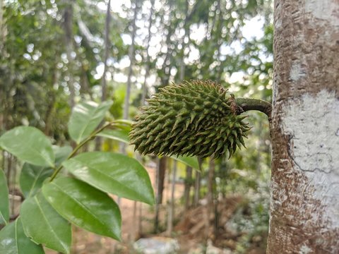 Annona muricata, Katu Anoda, Rata atta