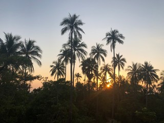 palm trees at sunset