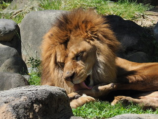 毛繕いするライオン