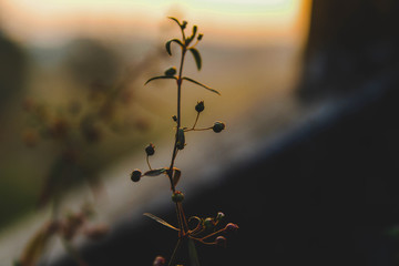 autumn leaves in the sun