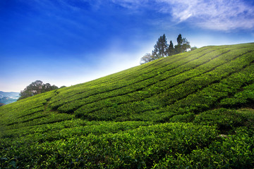Obraz premium tea plantation