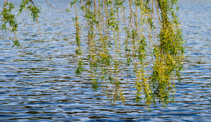 Weeping willow over the water