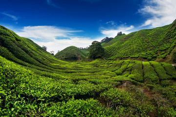 Obraz premium tea plantation