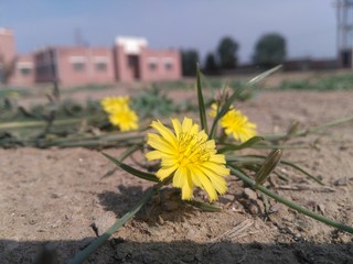 yellow flowers in the garden
