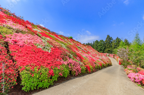 松本つつじ園 長崎県大村市 Azalea Nagasaki Oomura City Wall Mural M H