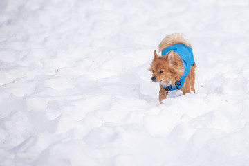 Fototapeta na wymiar Cane con cappottino isolato che gioca nella neve