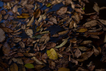 落ち葉　枯れ葉
