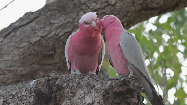 Galah couple when cleaning feathers in the tree, Perth, Western Australia, Australia