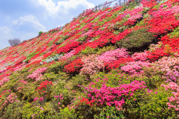 松本つつじ園　長崎県大村市　Azalea Nagasaki Oomura city