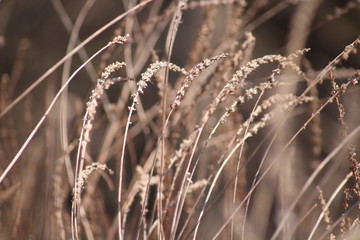 Fototapeta premium Tall Grass in Field