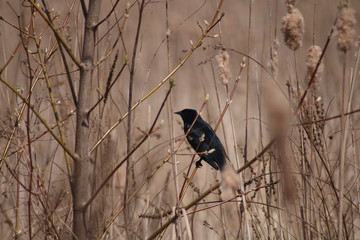 Black Bird in Tree