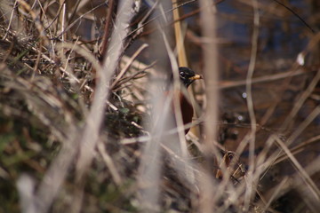 Robin Bird on Ground