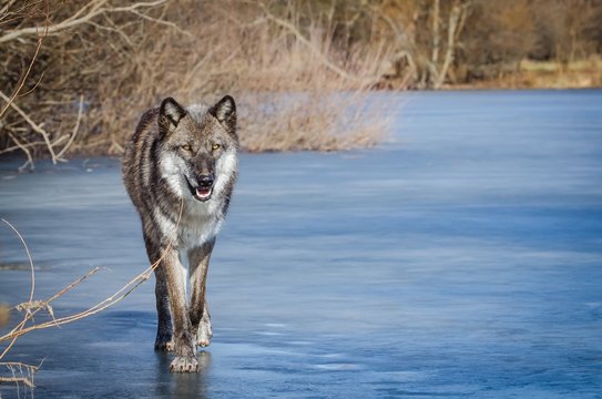 Portrait Of Wolf Walking On Frozen Lake During Winter