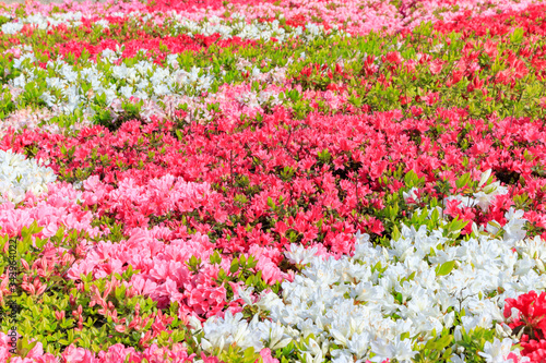松本つつじ園 長崎県大村市 Azalea Nagasaki Oomura City Wall Mural M H 松本つつじ園 長崎県大村市 Azalea Nagasaki Oomura City Wall Mural M H