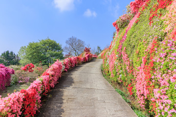 松本つつじ園　長崎県大村市　Azalea Nagasaki Oomura city