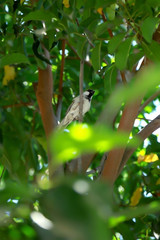 indian sparrow images