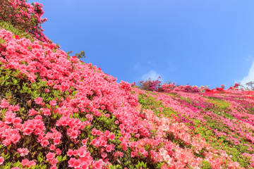 松本つつじ園　長崎県大村市　Azalea Nagasaki Oomura city