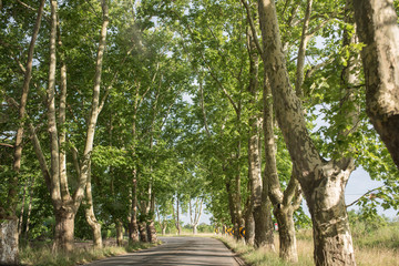 Fototapeta premium Road landscape, narrow rural road, lined with trees, near Carmelo, Uruguay.
