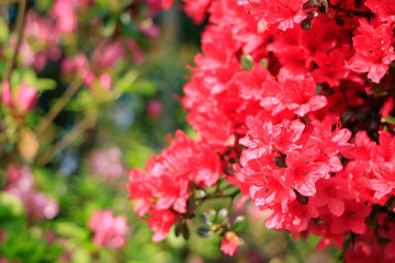 Fototapeta premium 松本つつじ園 長崎県大村市 Azalea Nagasaki Oomura city
