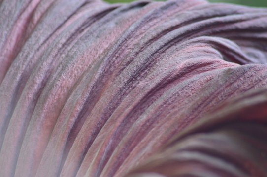 Cropped Image Of Purple Flower At Cambridge University Botanic Garden