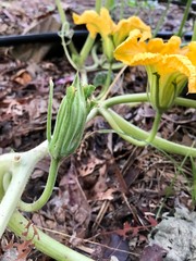 Pumpkin flower, One such ingredient is pumpkin flower and a lot of benefits from this flower. With a rich source of vitamin B9, pumpkin flowers are known to be full of health benefits.
