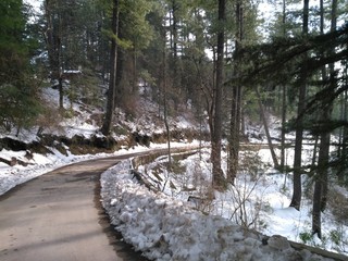 forest in winter