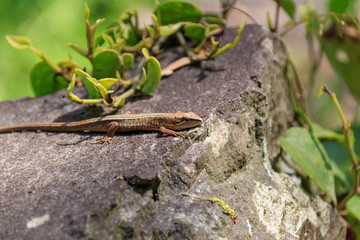 ニホンカナヘビ　Japanese grass lizard