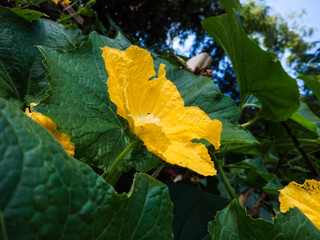 yellow autumn leaves