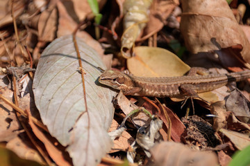 ニホンカナヘビ　Japanese grass lizard