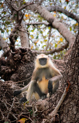 monkey sitting on a tree