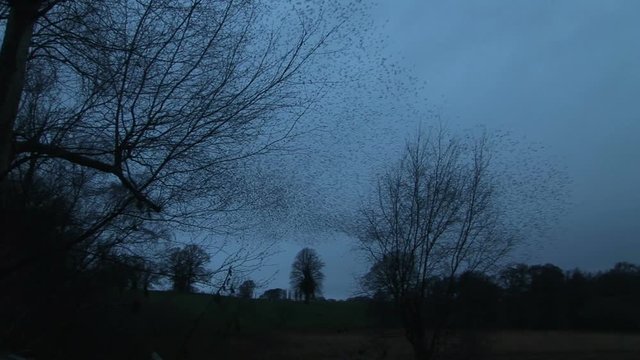 Starling birds flying in large numbers migration England
