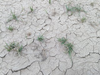 green plant in the desert