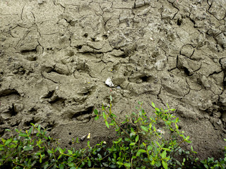 cracked soil background