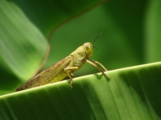 Close up photo of brown grasshopper on banana leaf