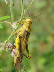 Close Up photo of brown grasshopper