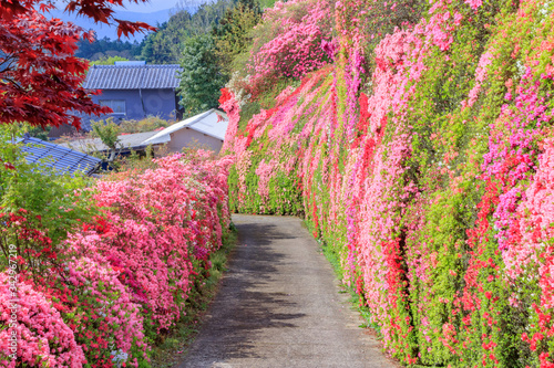 松本つつじ園 長崎県大村市 Azalea Nagasaki Oomura City Wall Mural M H 松本つつじ園 長崎県大村市 Azalea Nagasaki Oomura City Wall Mural M H